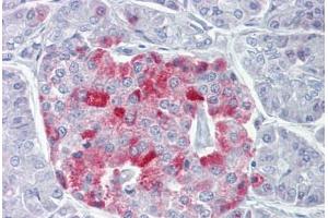 Anti-PCSK1 antibody IHC staining of human pancreas.