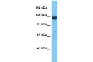 Host:  Rabbit  Target Name:  LPPRC  Sample Type:  293T Whole Cell lysates  Antibody Dilution:  1. (LRPPRC 抗体  (N-Term))