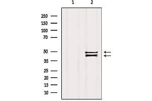 Western blot analysis of extracts from Mouse brain, using ZnT3 Antibody. (Slc30a3 抗体  (C-Term))