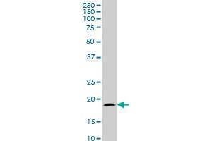 TOMM22 monoclonal antibody (M01), clone 4G4 Western Blot analysis of TOMM22 expression in NIH/3T3 .