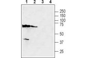 Western blot analysis of mouse kidney (lanes 1 and 3) and mouse testis (lanes 2 and 4) lysates: - 1,2. (SLC47A2 抗体  (6th Cytoplasmic Loop))