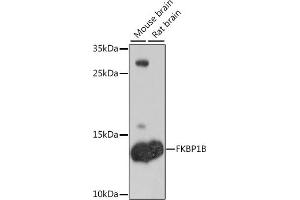 Western blot analysis of extracts of various cell lines, using FKBP1B antibody (ABIN6133701, ABIN6140652, ABIN7101838 and ABIN7101839) at 1:1000 dilution. (FKBP1B 抗体)