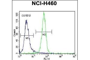 NRAS Antibody (N-term) (ABIN392152 and ABIN2841877) flow cytometric analysis of NCI- cells (right histogram) compared to a negative control cell (left histogram). (GTPase NRas 抗体  (N-Term))