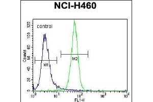 NRAS Antibody (N-term) (ABIN392152 and ABIN2841877) flow cytometric analysis of NCI- cells (right histogram) compared to a negative control cell (left histogram).