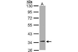 WB Image Sample (30 ug of whole cell lysate) A: Hep G2 , 10% SDS PAGE antibody diluted at 1:10000