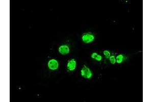 Anti-MAPK1 mouse monoclonal antibody (ABIN2452333) immunofluorescent staining of COS7 cells transiently transfected by pCMV6-ENTRY MAPK1 (RC204703). (ERK2 抗体)