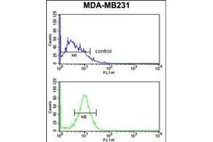 PEX14 Antibody (C-term) (ABIN653095 and ABIN2842687) flow cytometry analysis of MDA-M cells (bottom histogram) compared to a negative control cell (top histogram). (PEX14 抗体  (C-Term))