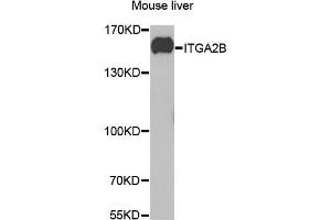 Western blot analysis of extracts of mouse liver, using ITGA2B antibody (ABIN1876881) at 1:1000 dilution. (Integrin Alpha2b 抗体)