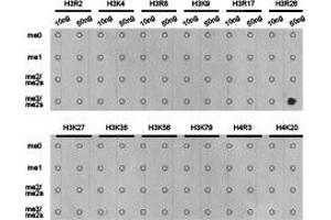 Dot-blot analysis of all sorts of methylation peptides using H3R26me2s antibody.