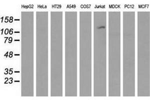 Western blot analysis of extracts (35 µg) from 9 different cell lines by using anti-MICAL1 monoclonal antibody. (MICAL1 抗体)
