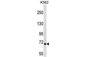 ARHGEF6 Antibody (C-term) western blot analysis in K562 cell line lysates (35µg/lane). (ARHGEF6 抗体  (C-Term))
