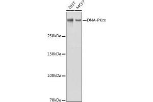 Western blot analysis of extracts of various cell lines, using DNA-PKcs antibody (ABIN1513422, ABIN3021956 and ABIN3021957) at 1:1000 dilution. (PRKDC 抗体)