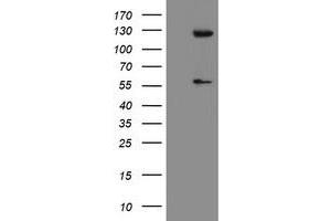 Image no. 1 for anti-Ubiquitin Specific Peptidase 54 (USP54) (AA 358-700) antibody (ABIN1491453) (USP54 抗体  (AA 358-700))