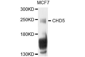 Western blot analysis of extracts of MCF-7 cells, using CHD5 antibody (ABIN5996421) at 1/1000 dilution. (CHD5 抗体)