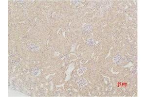 Immunohistochemistry (IHC) analysis of paraffin-embedded Mouse Kidney Tissue using SOD2 Polyclonal Antibody. (SOD2 抗体)
