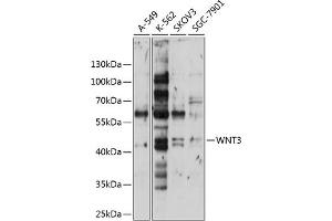 Western Blotting (WB) image for anti-Wingless-Type MMTV Integration Site Family, Member 3 (WNT3) (AA 166-355) antibody (ABIN6150242)