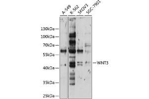 Western blot analysis of extracts of various cell lines, using WNT3 antibody (ABIN6130795, ABIN6150242, ABIN6150243 and ABIN6224981) at 1:1000 dilution. (WNT3 抗体  (AA 166-355))