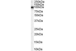 Image no. 1 for anti-Heat Shock Protein 90kDa beta (Grp94), Member 1 (HSP90B1) (Internal Region) antibody (ABIN185655)