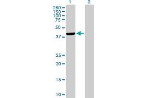 Western Blot analysis of TFB1M expression in transfected 293T cell line by TFB1M MaxPab polyclonal antibody. (TFB1M 抗体  (AA 1-346))