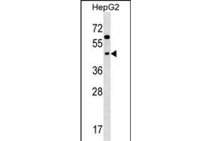 SIGLEC9 Antibody (N-term) (ABIN1538952 and ABIN2848587) western blot analysis in HepG2 cell line lysates (35 μg/lane). (SIGLEC9 抗体  (N-Term))