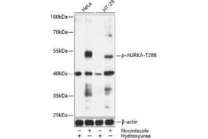 Western blot analysis of extracts of HeLa and HT-29 cells, using Phospho-AURKA-T288 antibody (ABIN6135188, ABIN6136022, ABIN6136023 and ABIN6225553) at 1:1000 dilution. (Aurora A 抗体  (pThr288))
