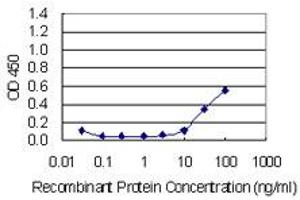 Detection limit for recombinant GST tagged CDH11 is 3 ng/ml as a capture antibody. (OB Cadherin 抗体  (AA 54-612))