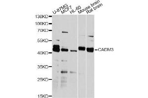 Western blot analysis of extracts of various cell lines, using CADM3 antibody (ABIN1876182) at 1:2000 dilution. (CADM3 抗体)