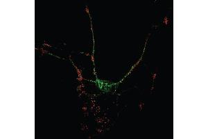Indirect immunostaining of hippocampus neurons with anti-NBEA (dilution 1 : 1000; red) and mouse anti-PSD 95 (cat. (Neurobeachin 抗体  (AA 952-1320))