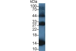 Western Blot; Sample: Rat Blood Cells lysate; Primary Ab: 1µg/ml Rabbit Anti-Equine HBb Antibody Second Ab: 0.