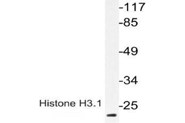 Histone H3.1 抗体  (pSer28)