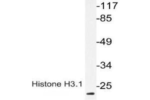 Western blot (WB) analysis of p-Histone H3. (Histone H3.1 抗体  (pSer28))