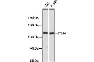 Western blot analysis of extracts of various cell lines, using ITIH4 antibody (ABIN6129776, ABIN6142597, ABIN6142598 and ABIN6216565) at 1:3000 dilution. (ITIH4 抗体  (AA 689-930))