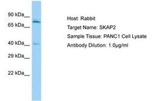 Image no. 1 for anti-Src Kinase Associated Phosphoprotein 2 (SKAP2) (AA 135-184) antibody (ABIN6750138) (SKAP2 抗体  (AA 135-184))
