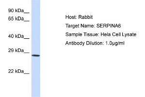 Host: Rabbit Target Name: SERPINA6 Sample Type: Hela Whole Cell lysates Antibody Dilution: 1. (SERPINA6 抗体  (Middle Region))