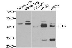 Western blot analysis of extracts of various cell lines, using ELF3 antibody. (ELF3 抗体)