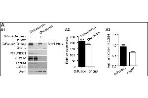 DrFundc1 reduced cell viability while inducing autophagy and apoptosis in transgenic 293T cells. (FUNDC1 抗体  (AA 51-150))