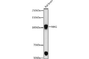 Western blot analysis of extracts of Rat brain cells, using MAG antibody (ABIN7268718) at 1:500 dilution. (MAG 抗体)