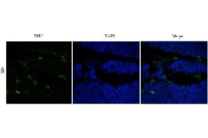 Immunofluorescent staining of rat thymus using anti-CD52 antibody  Formaldehyde-fixed rat thymus slices were stained with  at 5 µg/ml and detected with a FITC-conjugated secondary antibody. (Recombinant CD52 抗体)