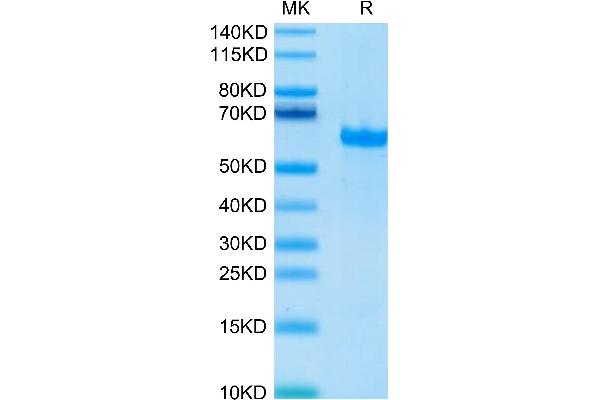 FGL1 Protein (AA 64-305) (Fc Tag)