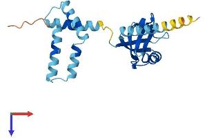 Lin-7 Homolog B (LIN7B) (AA 1-207) protein (His tag)