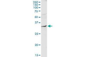 QPRT MaxPab rabbit polyclonal antibody. (QPRT 抗体  (AA 1-297))