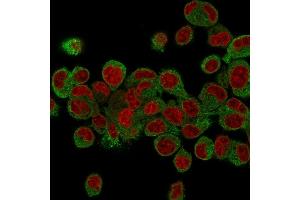 Immunofluorescence (IF) image for anti-Prohibitin (PHB) (AA 167-261) antibody (ABIN6940301)