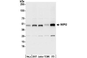 anti-WD Repeat Domain, Phosphoinositide Interacting 2 (WIPI2) (AA 404-454) antibody
