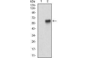Western blot analysis using RAB27A mAb against HEK293 (1) and RAB27A (AA: FULL(1-221))-hIgGFc transfected HEK293 (2) cell lysate. (RAB27A 抗体  (full length))