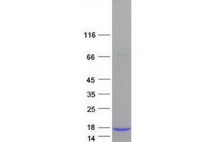 Western Blotting (WB) image for Ghrelin (GHRL) (Transcript Variant 1) protein (Myc-DYKDDDDK Tag) (ABIN2721867)