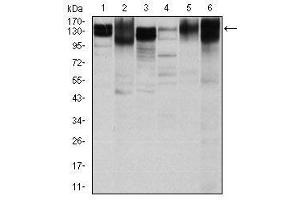 Image no. 5 for anti-Integrin beta 1 (ITGB1) antibody (ABIN1498894) (ITGB1 抗体)
