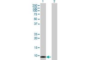 Western Blot analysis of SMR3B expression in transfected 293T cell line by SMR3B MaxPab polyclonal antibody. (SMR3B 抗体  (AA 1-79))