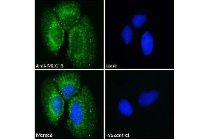 ABIN334440 Immunofluorescence analysis of paraformaldehyde fixed Caco-2 cells, permeabilized with 0. (MUC13 抗体  (Internal Region))