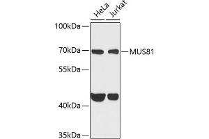 Western blot analysis of extracts of various cell lines, using MUS81 antibody (ABIN6132372, ABIN6144202, ABIN6144203 and ABIN6222560) at 1:1000 dilution. (MUS81 抗体  (AA 1-350))