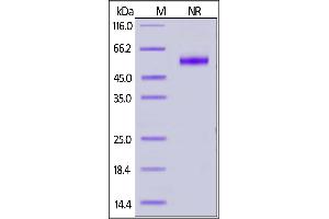 Biotinylated Human CD27 Ligand, His,Avitag,Flag Tag (active trimer) (MALS verified) on  under ing (NR) condition. (CD70 Protein (AA 52-193) (His tag,AVI tag,DYKDDDDK Tag,Biotin))